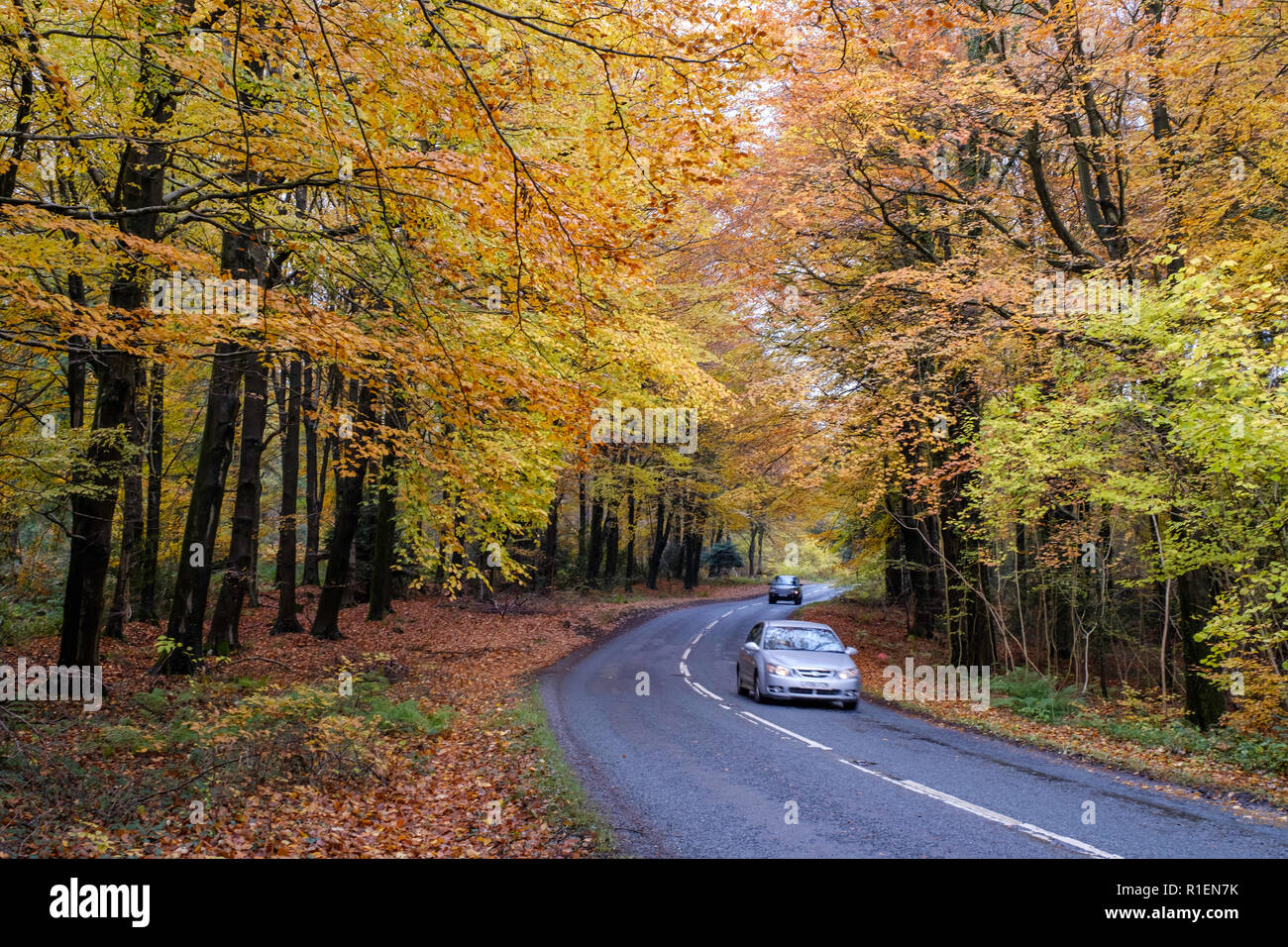 ROAD LINED BY AUTUMN TREES IN FOREST OF DEAN GLOUCESTERSHIRE WITH CARS  ON ROAD. Stock Photo