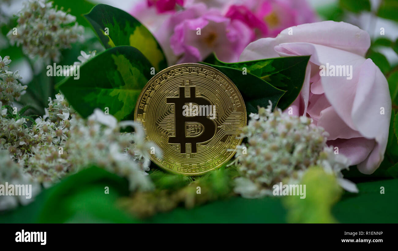 Bitcoin cryptocurrency physical coin surrounded with summer flora Stock ...