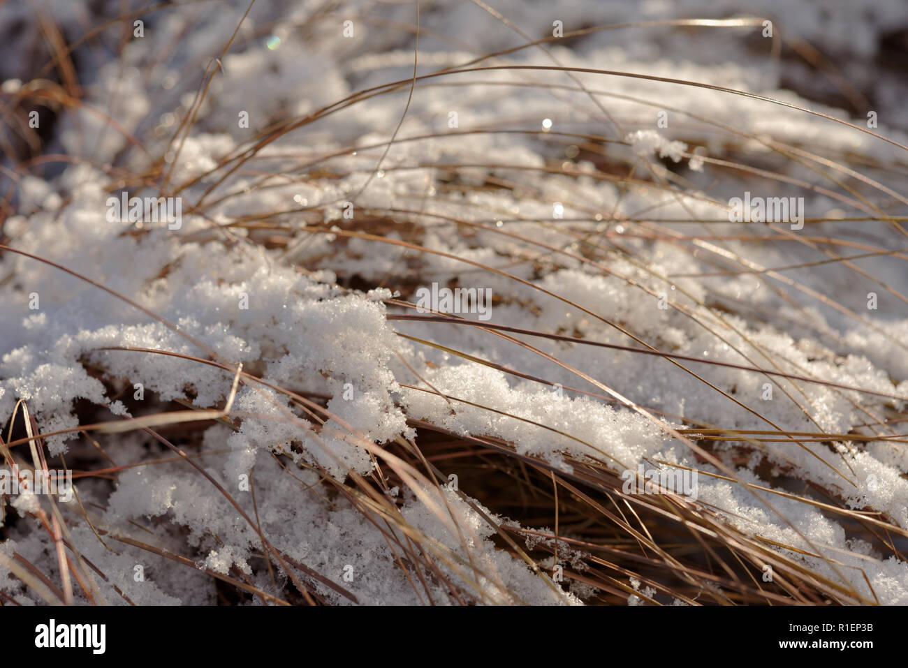 Grass under snow after snow storm Stock Photo