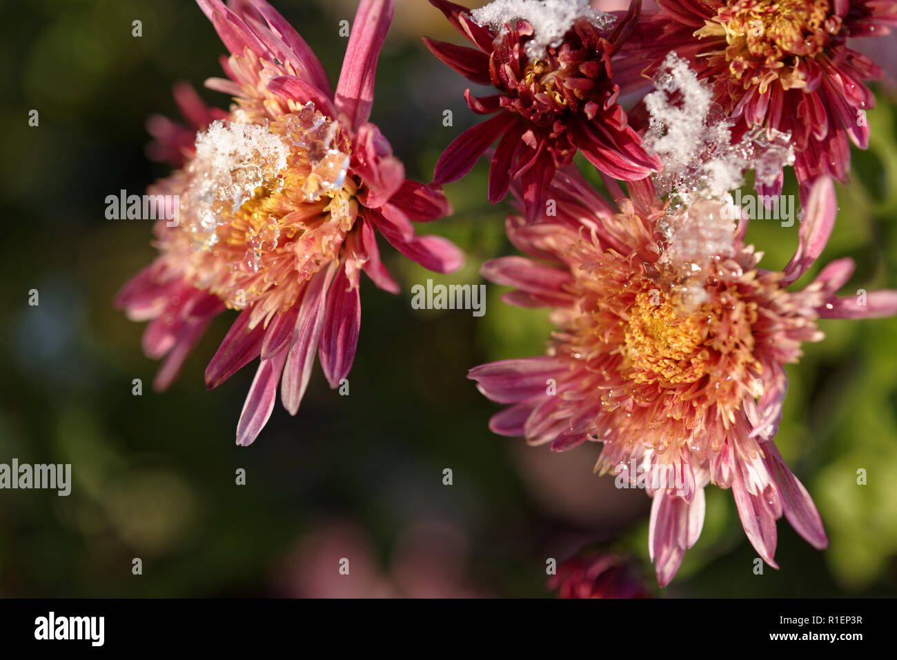 Chrysanthemum flowers under snow Stock Photo