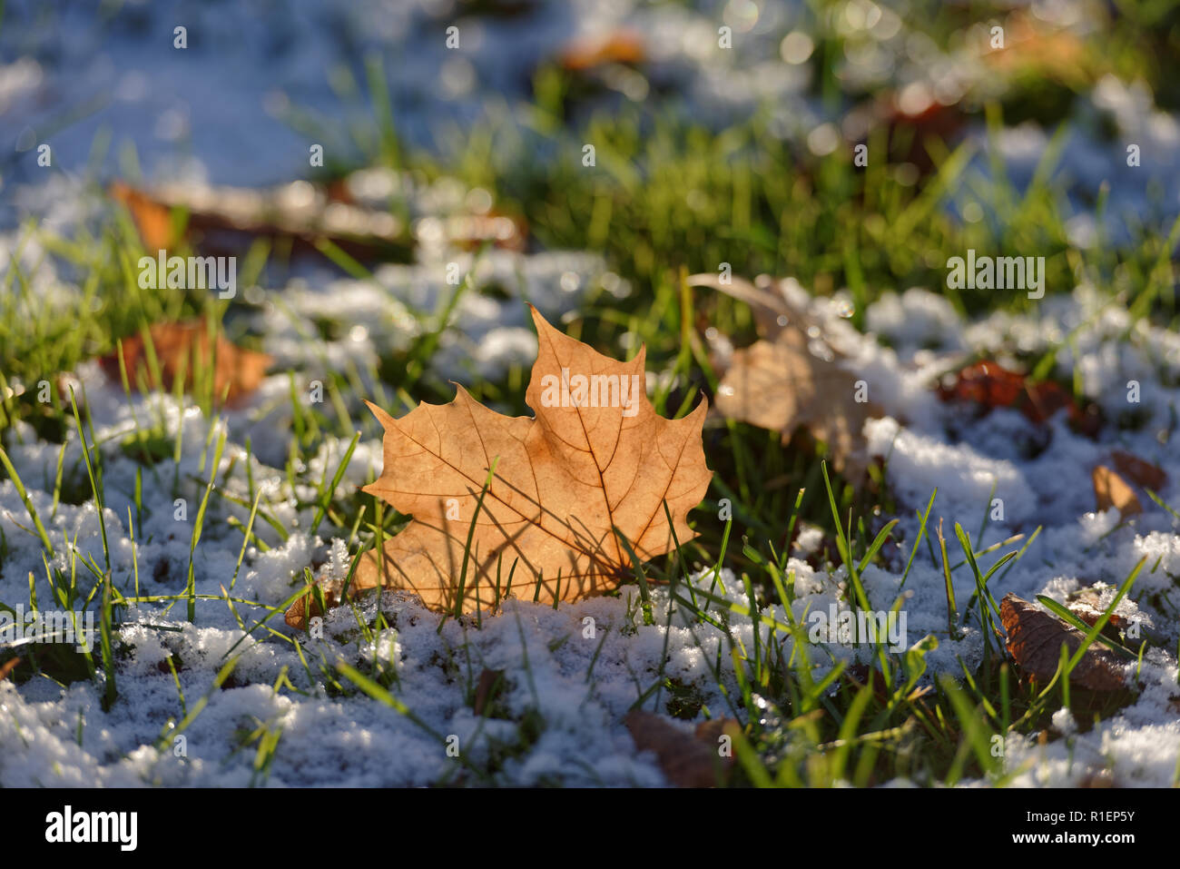 Yellow leaf on snowy grass Stock Photo