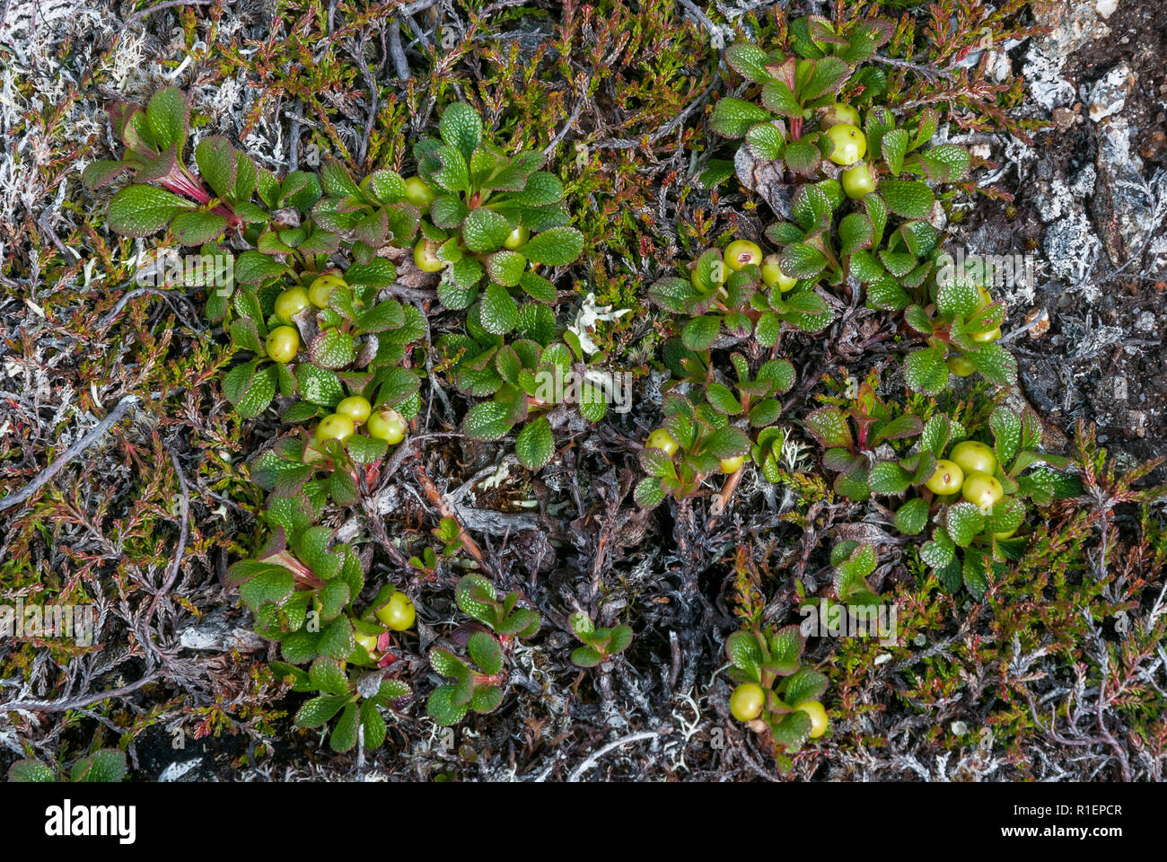 Alpine Bearberry (Arctostaphylos alpinus) on Toll Creagach, Scotland Stock Photo