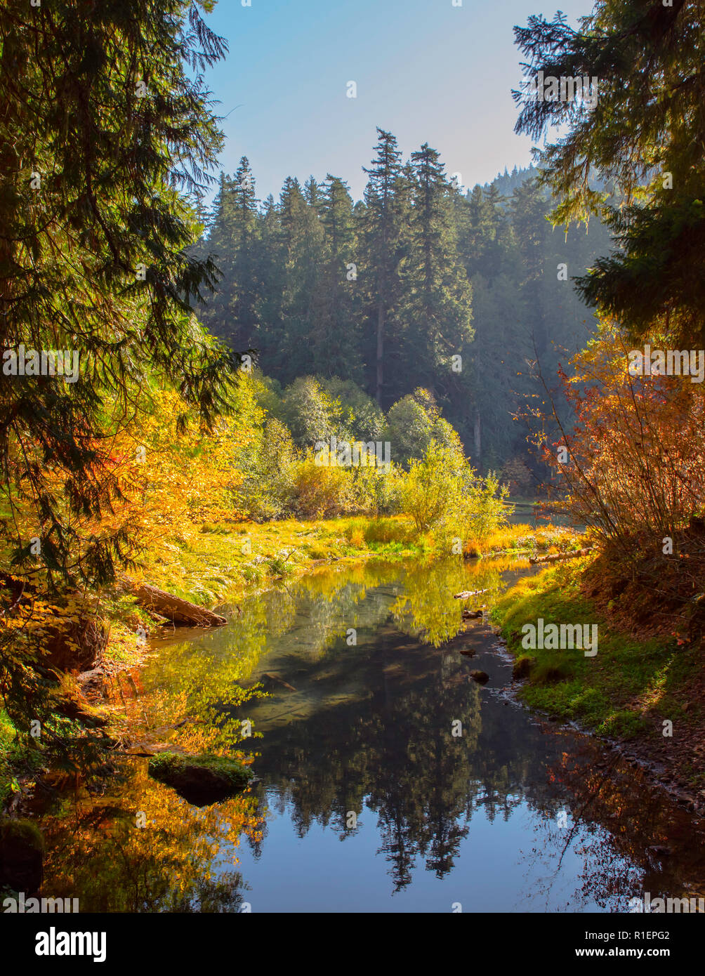 Autumn forest with water Green water lake  colorful Stock Photo