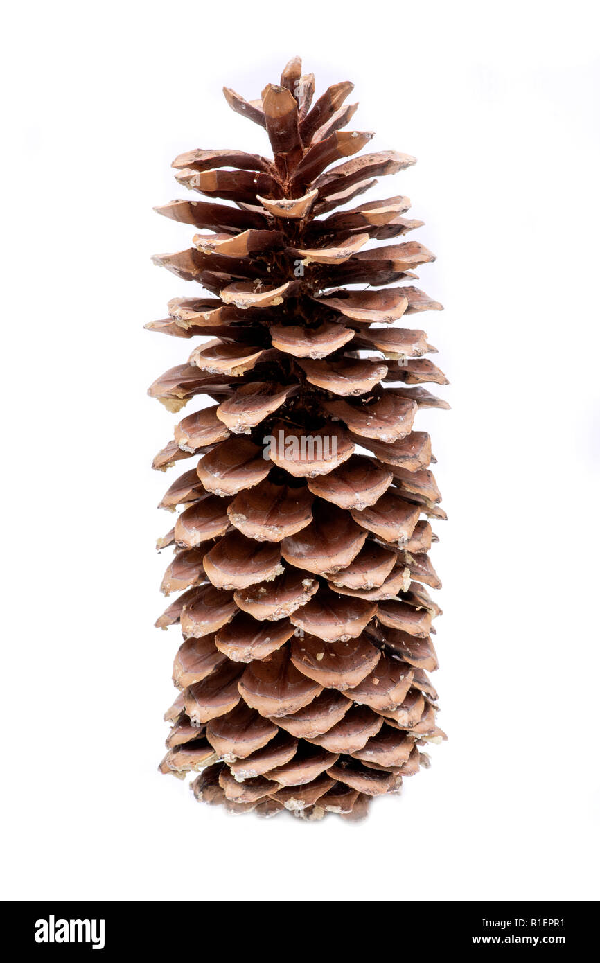 Giant sugar pine cone harvested in the pacific northwest with give off