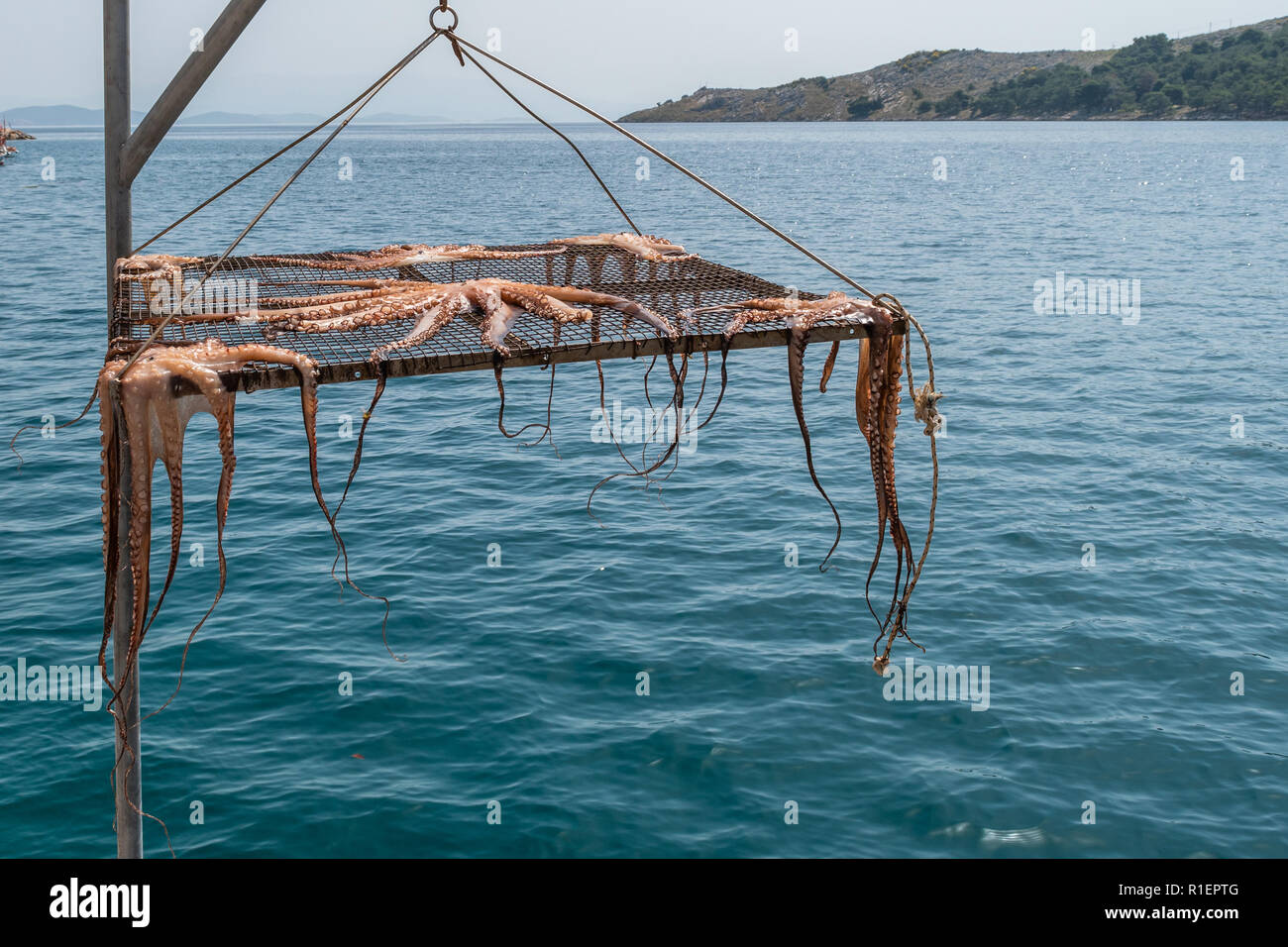 Octopus hanging up to dry in the sun in Greek Island Stock Photo
