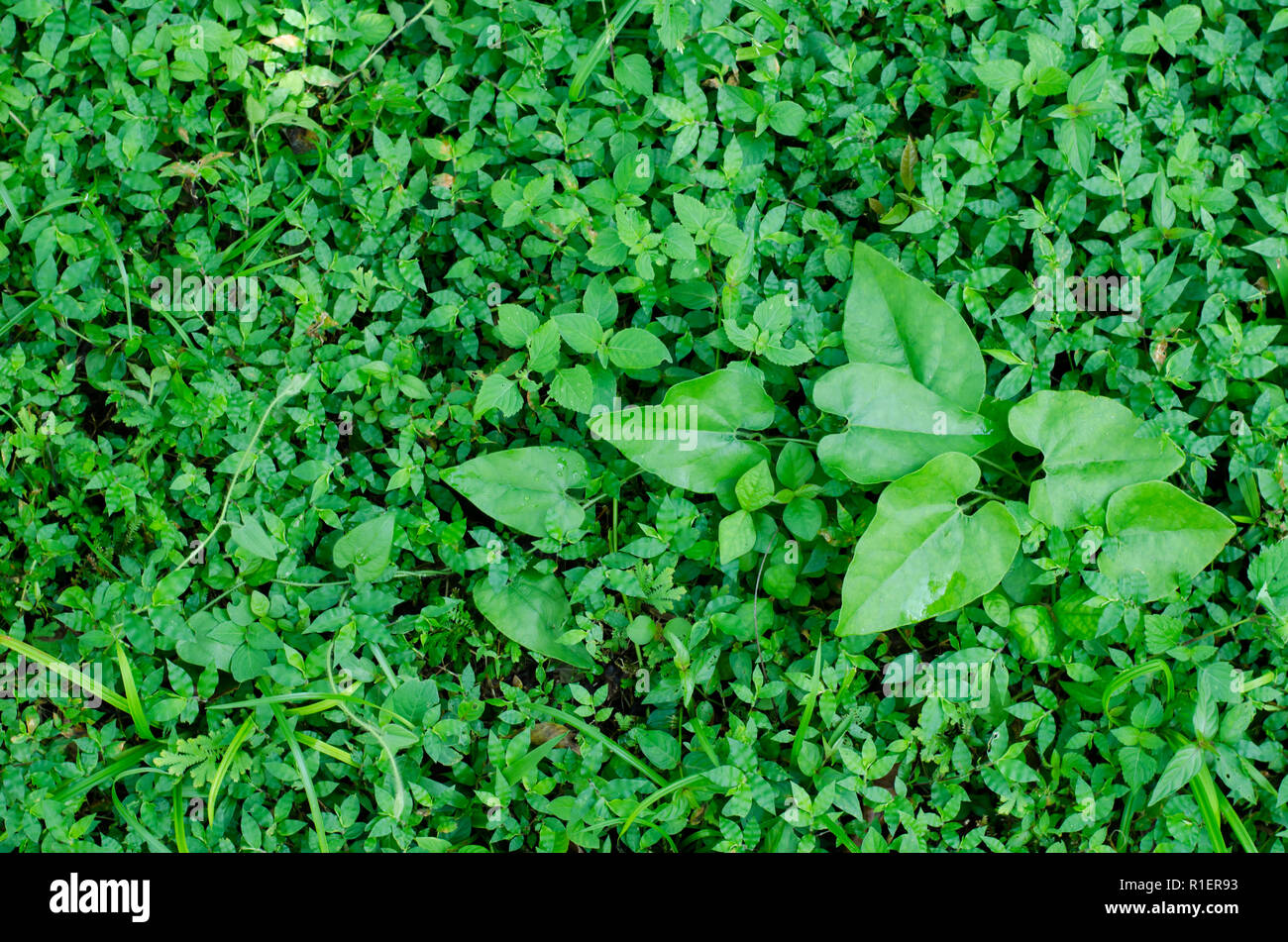 Backyard ground as seen during wet season in Panama. An Aristolochia pilosa also can be seen Stock Photo