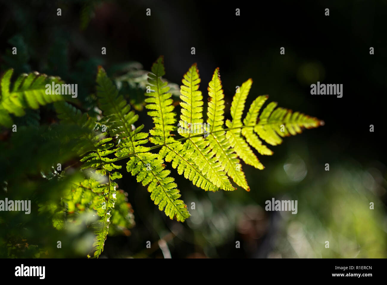 Fern leaves back lit hi-res stock photography and images - Alamy