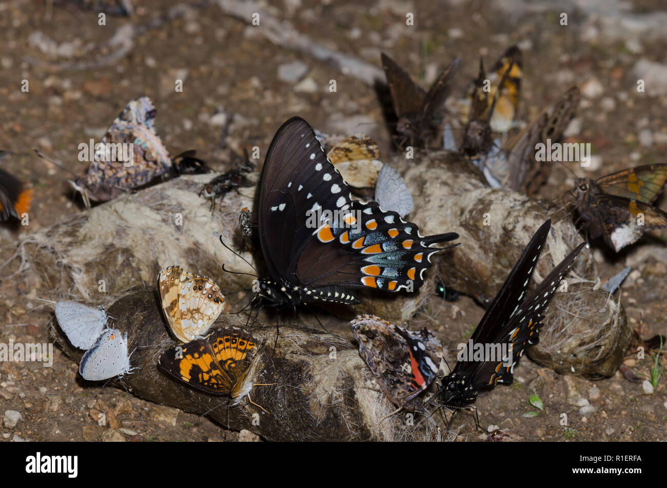 Eight species of butterflies on coyote scat Stock Photo