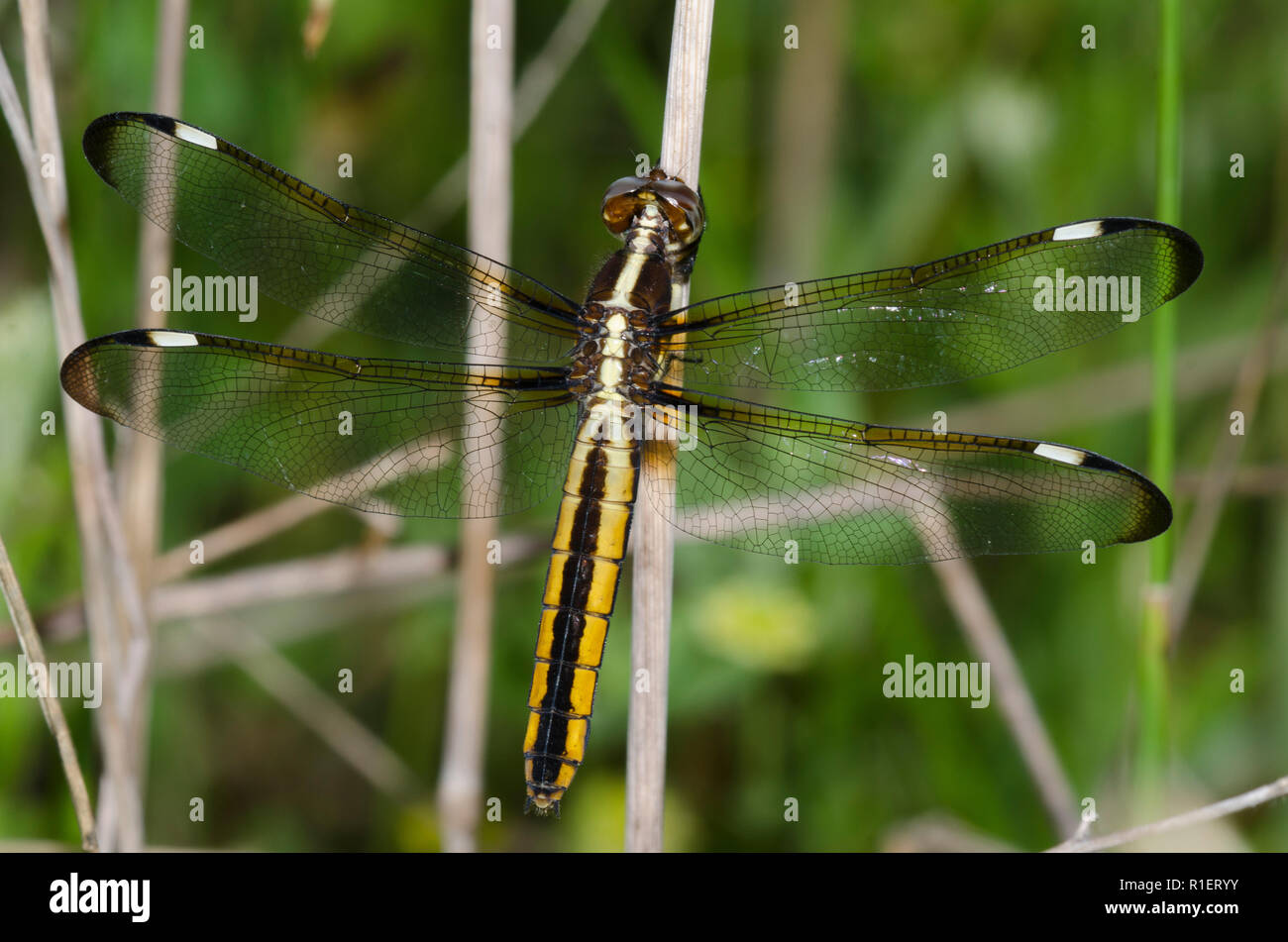 Spangled Skimmer, Libellula cyanea, female Stock Photo