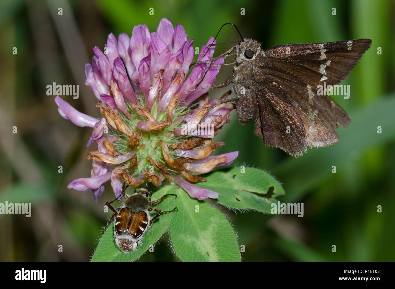 Southern Cloudywing, Cecropterus bathyllus, and flower chafer, Trichiotinus sp., on red clover, Trifolium pratense Stock Photo