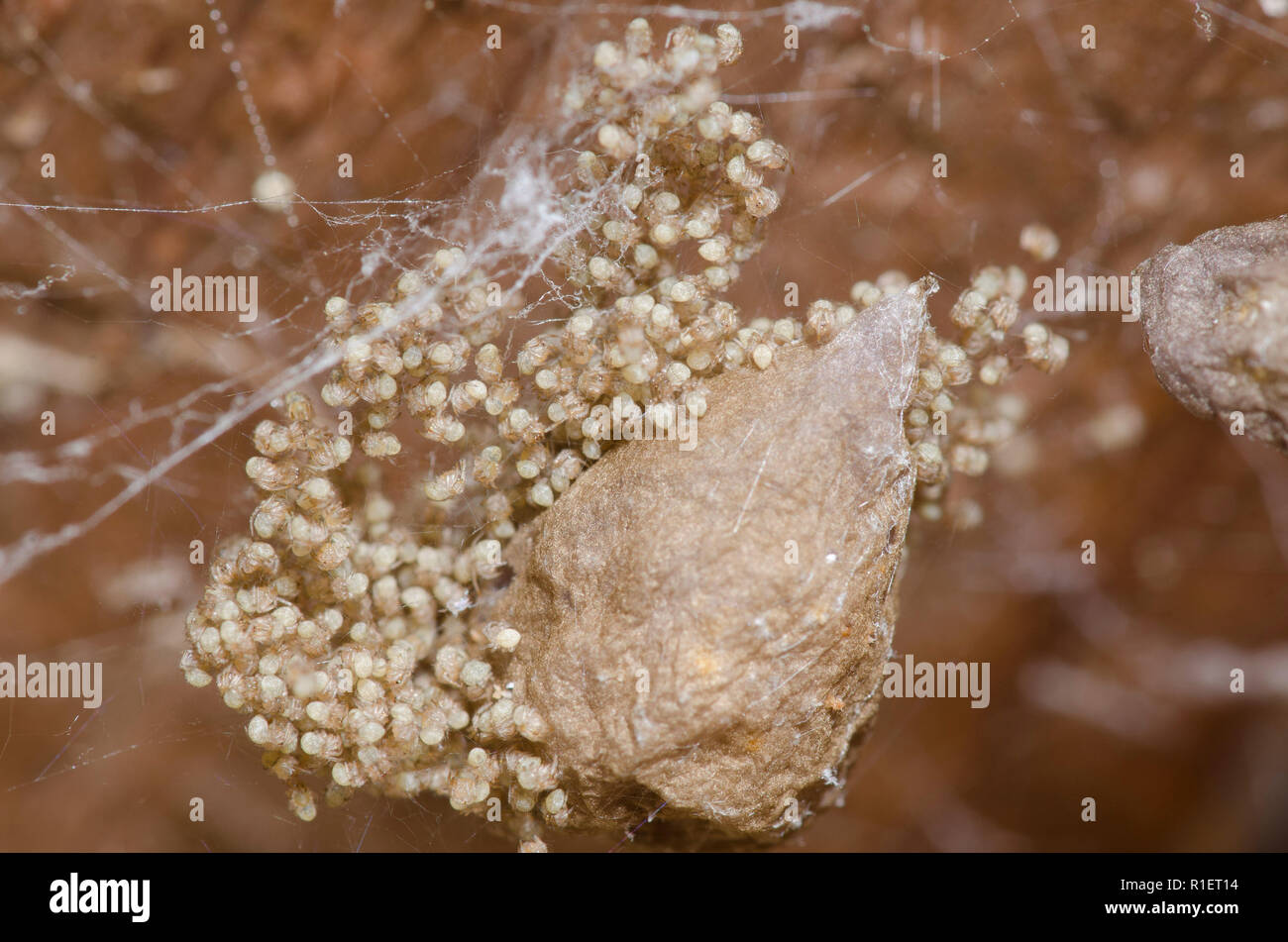 Hatching egg case hi-res stock photography and images - Alamy