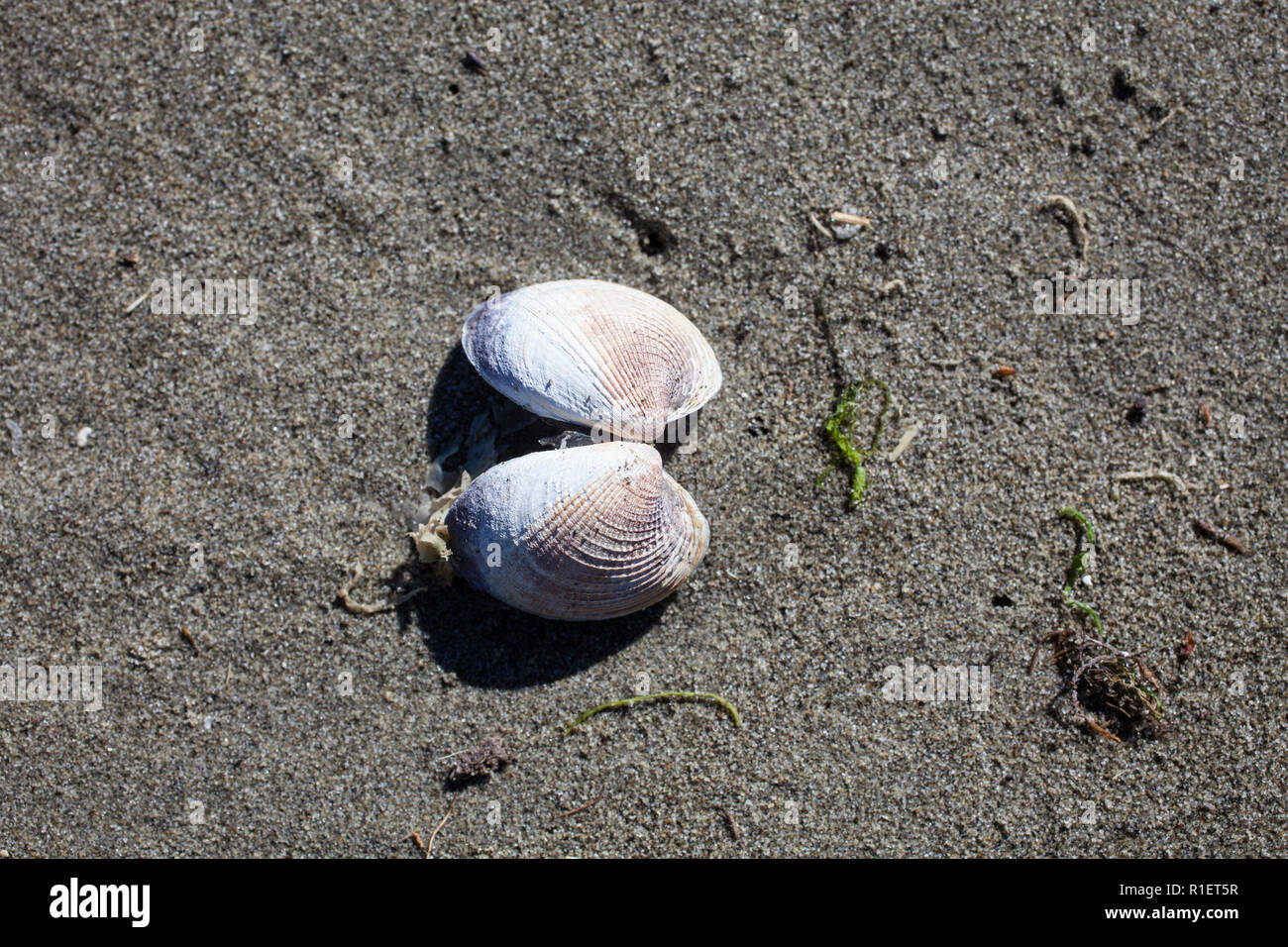 A variety of Surf Clams on a sandy beach, South Island, New Zealand