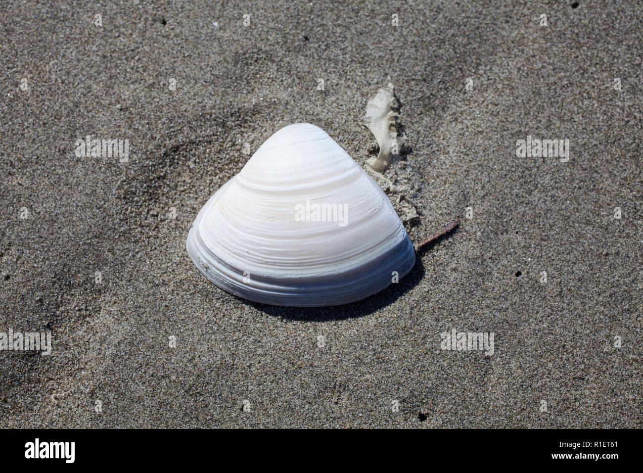 A variety of Surf Clams on a sandy beach, South Island, New Zealand