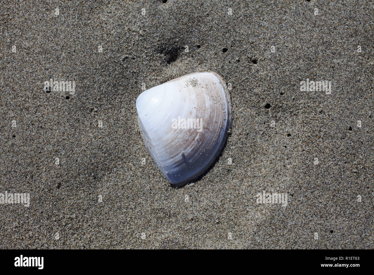 A variety of Surf Clams on a sandy beach, South Island, New Zealand