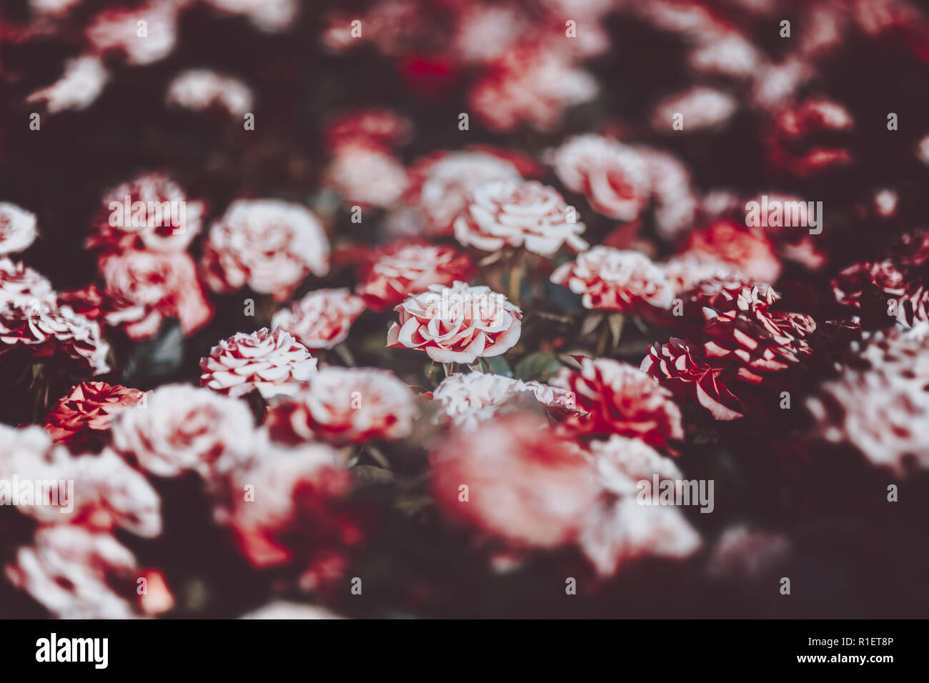 Brown Vintage Wall Bright Roses Flower Backdrop