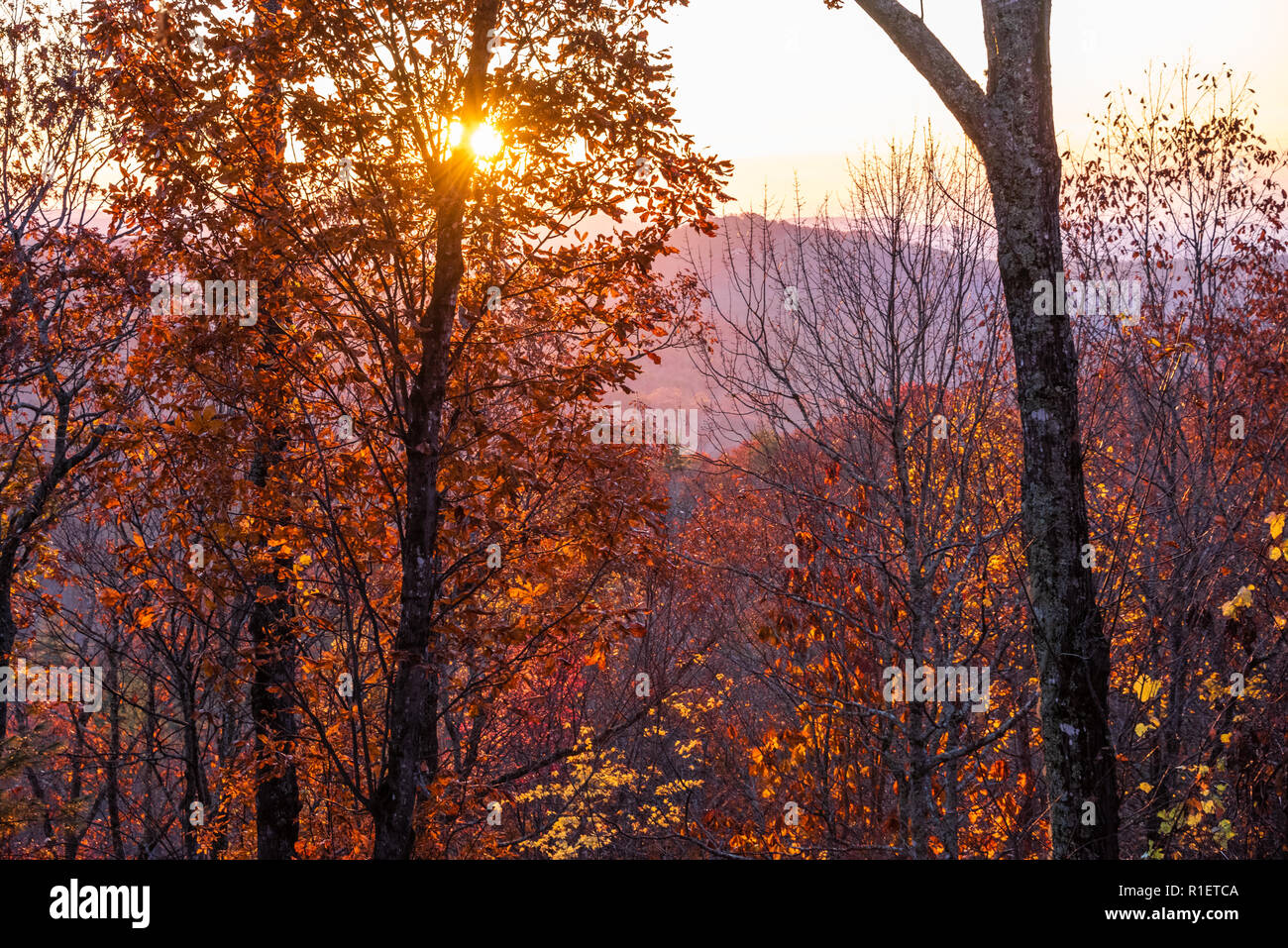 Colorful autumn trees backlit by the rising sun in the Blue Ridge Mountains at Sapphire, North Carolina. (USA) Stock Photo