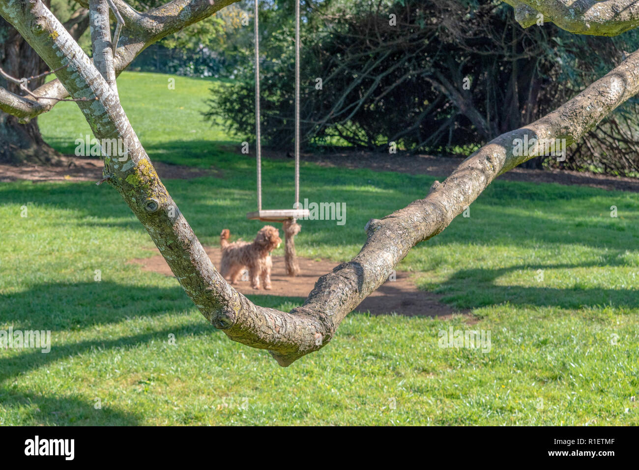 Brown furry pupply stands below a rope swing in the public park Stock Photo