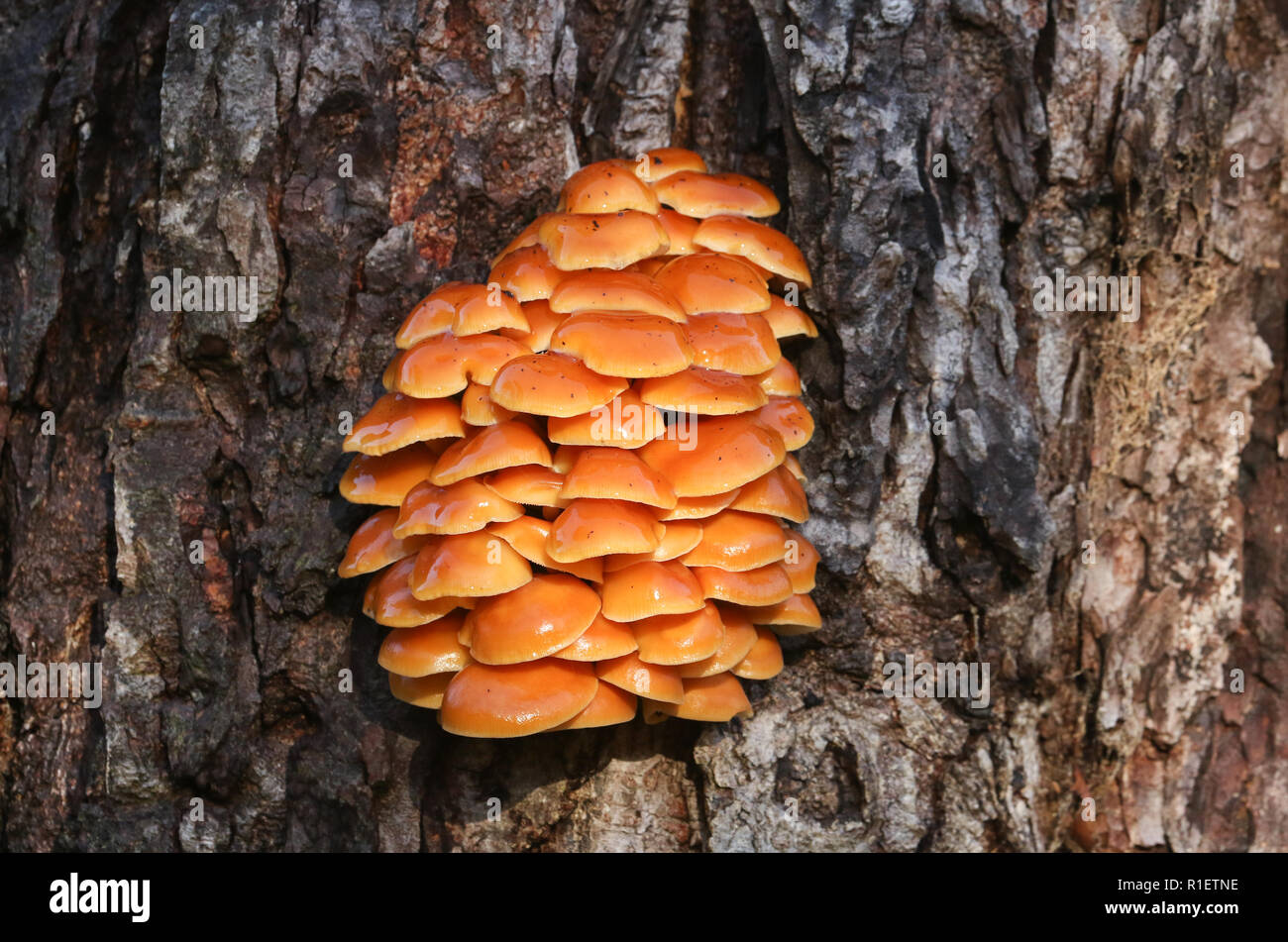 A beautiful cluster of Velvetshank mushroom (Flammulina velutipes