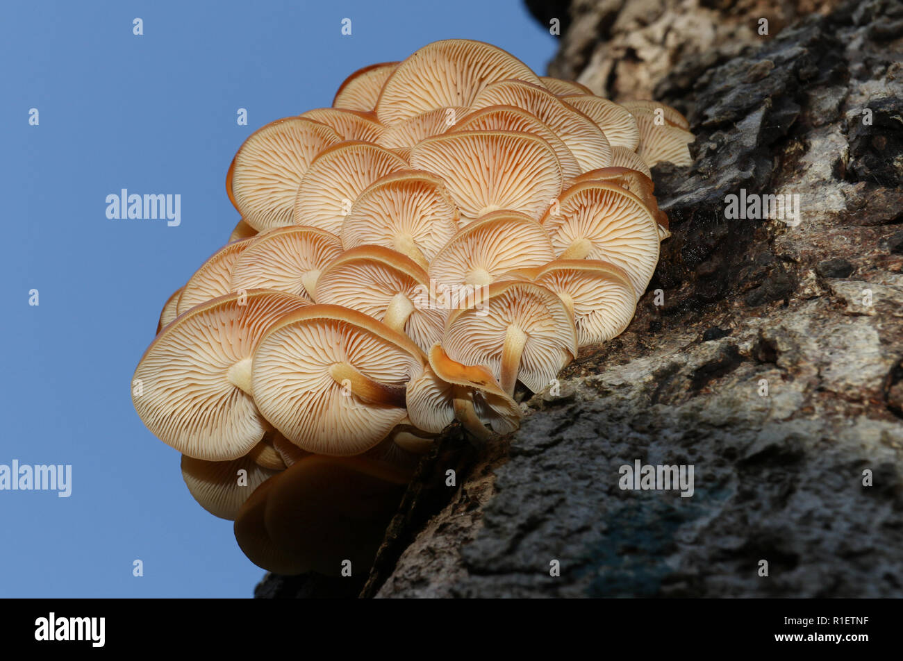 A beautiful cluster of Velvetshank mushroom (Flammulina velutipes
