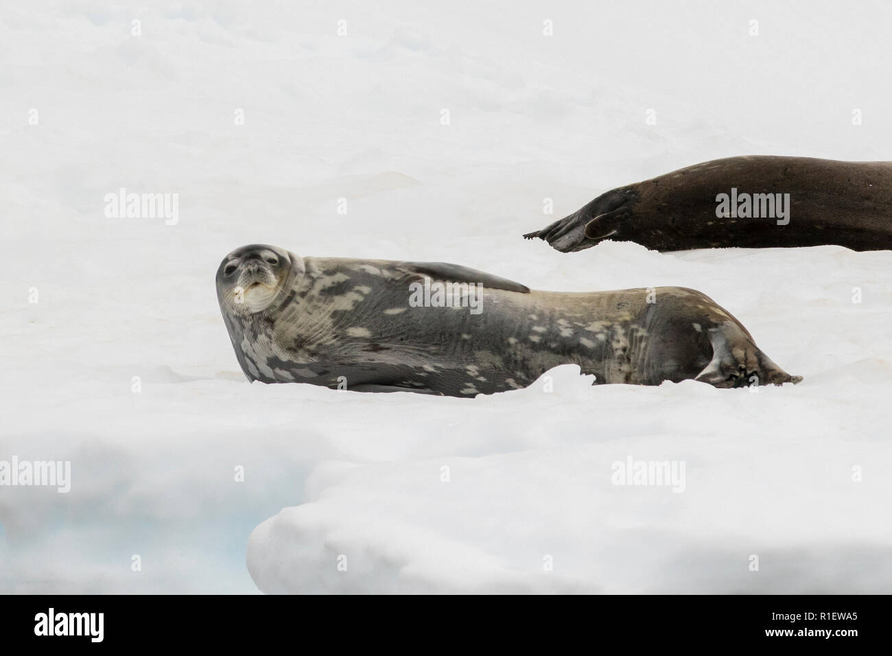 Weddell seal Antarctica. Stock Photo