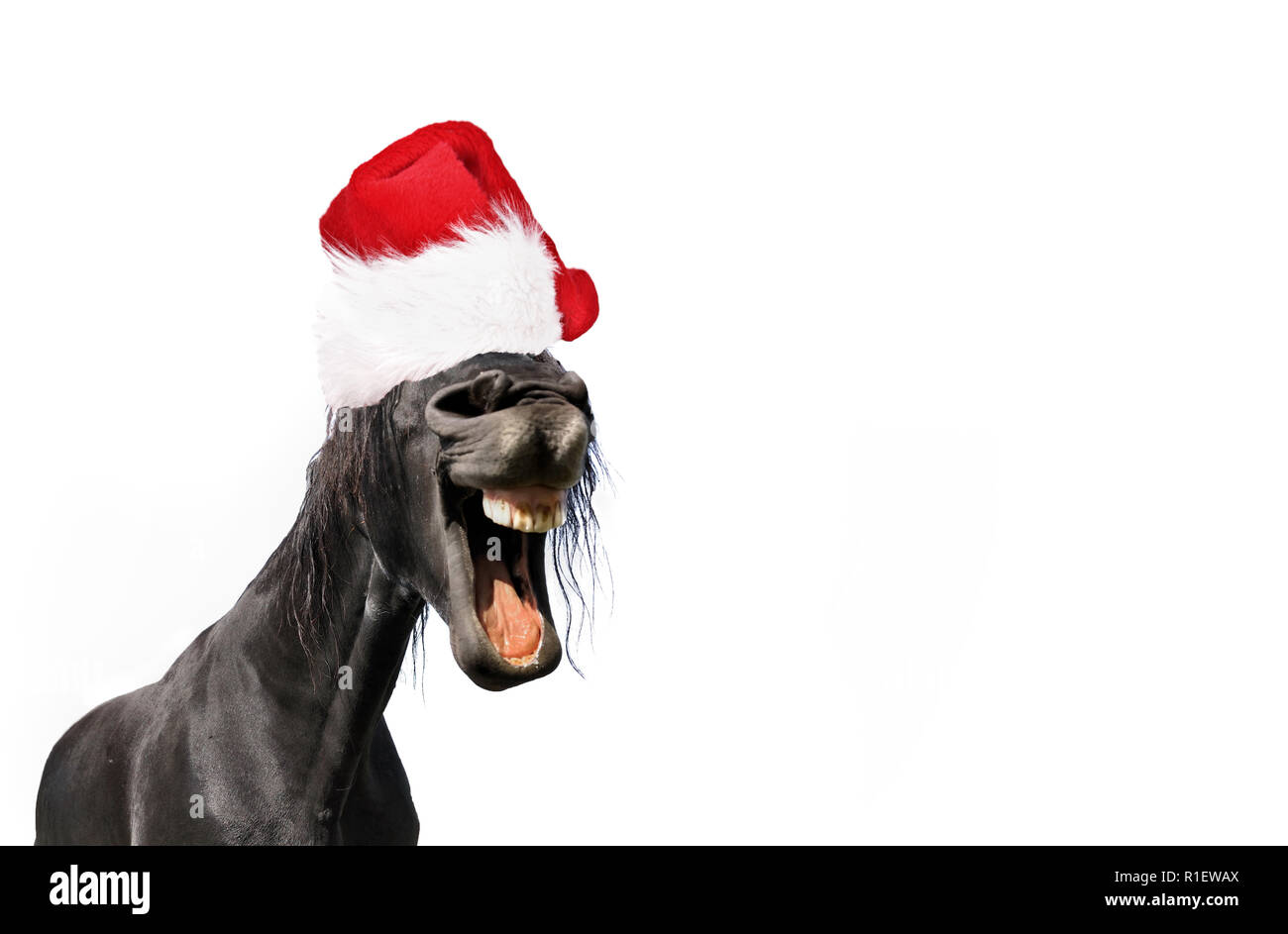 funny portrait of horse wearing a santa claus hat isolated on white blackground Stock Photo