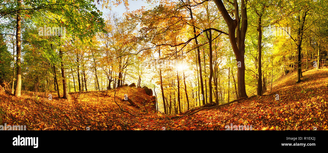 Sun with sunbeams in forest at sunrise hi-res stock photography and ...