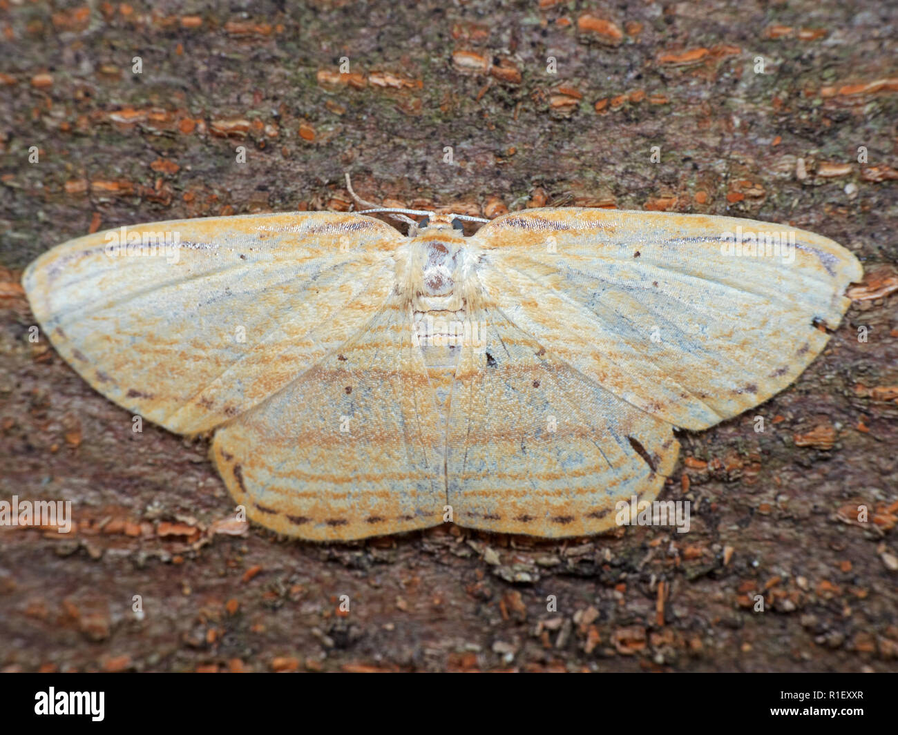 Macro Photography of Yellow Moth on Tree Bark Stock Photo