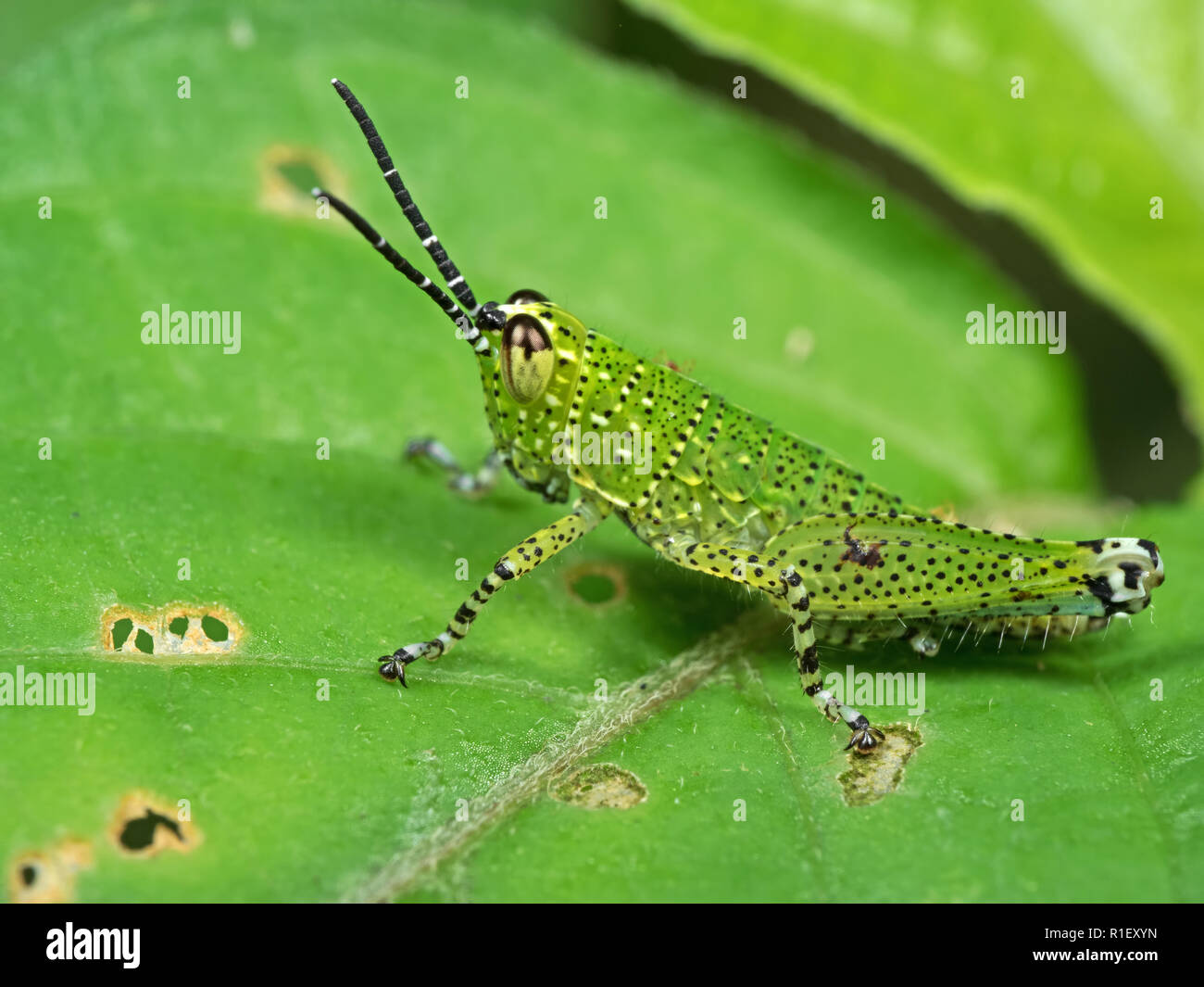 Macro Photography of Spotted Grasshopper on Green Leaf Stock Photo