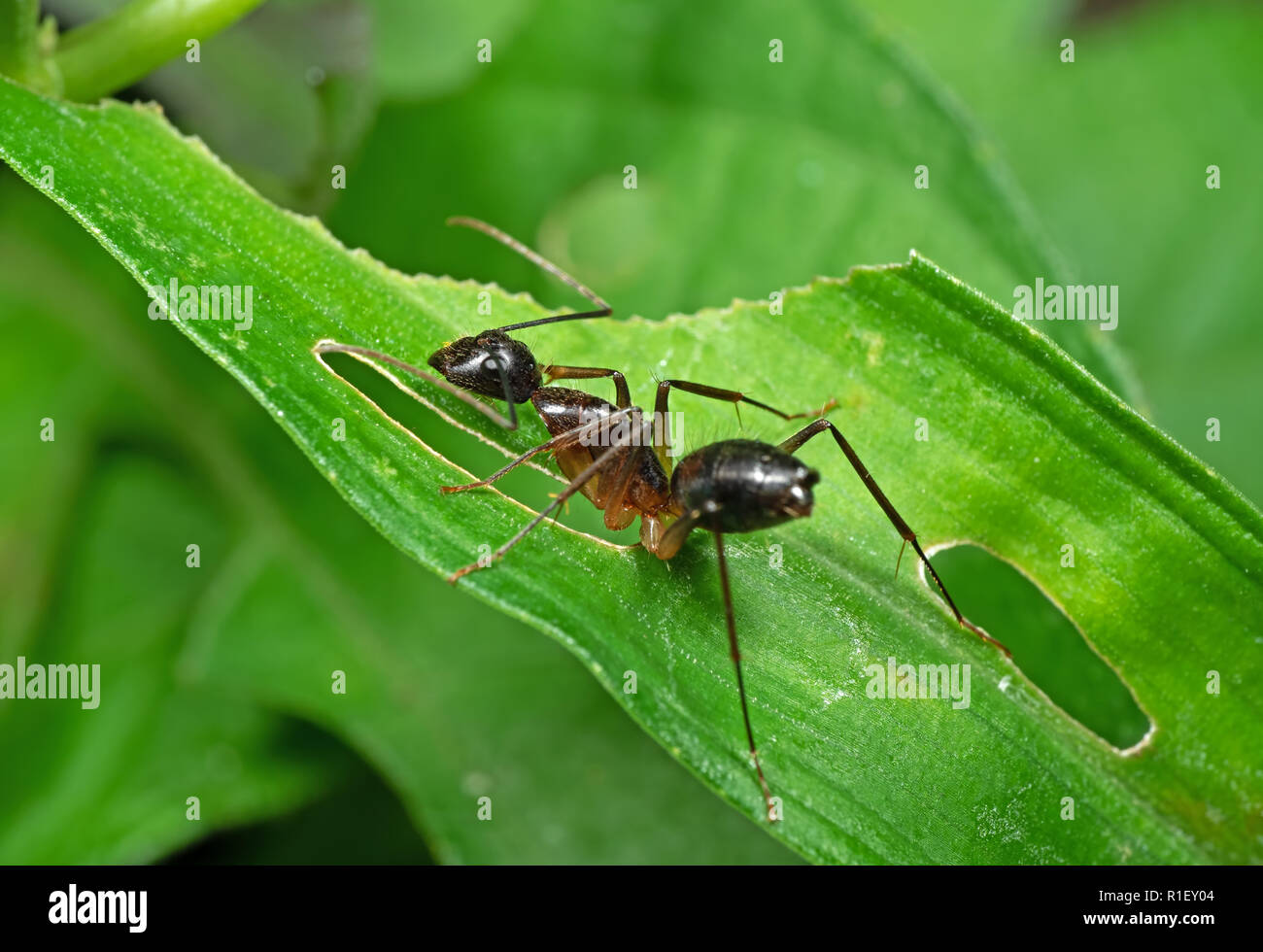 Macro Photography of Ant on Green Leaf Isolated on Blurred Background Stock Photo