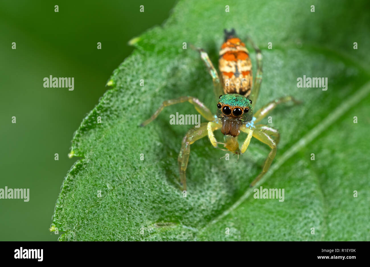 Macro Photography of Colorful Jumping Spider with Prey on Green Leaf Stock Photo