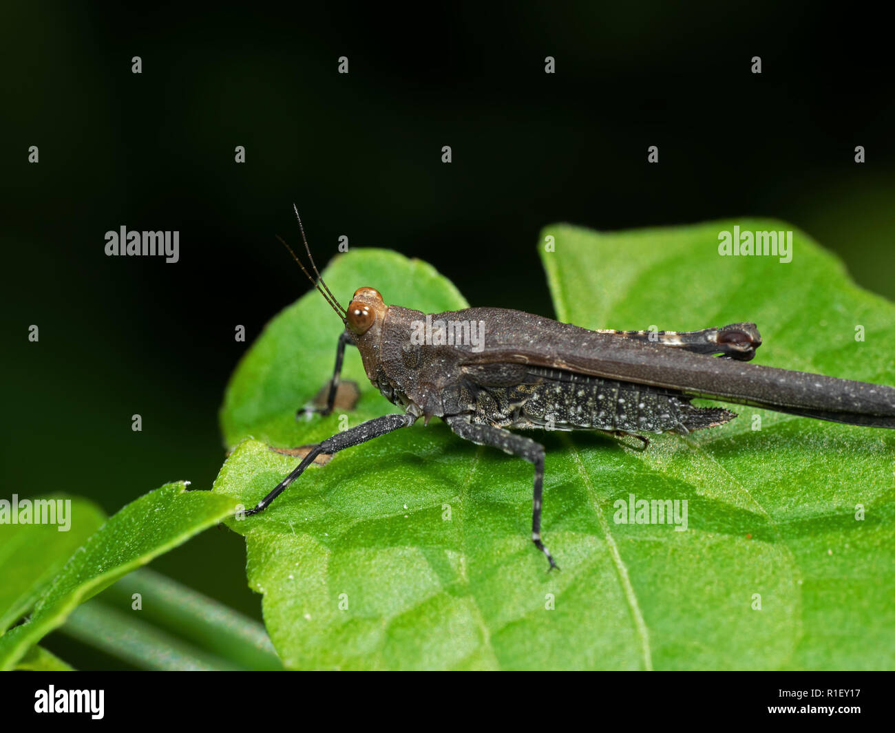 Macro Photography of Grasshopper on Green Leaf Stock Photo