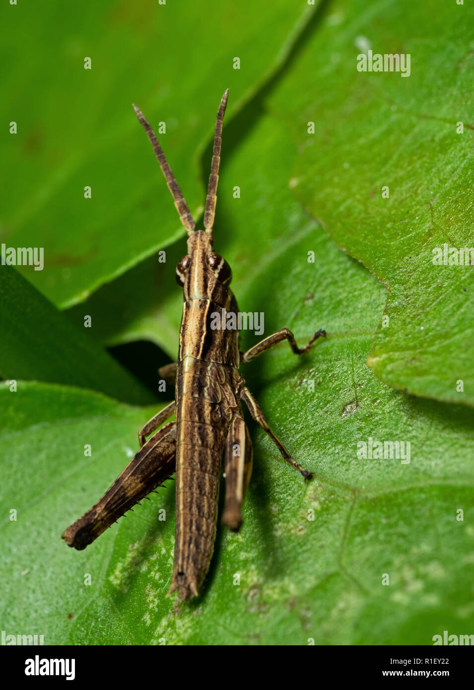 Macro Photography of Grasshopper on Green Leaf Stock Photo