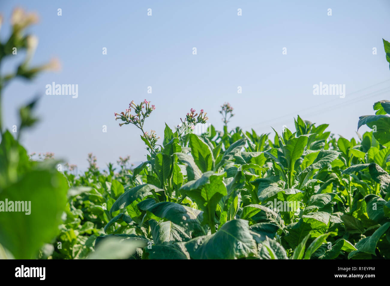 Tobacco field plant landscape. Many tobacco plants. Stock Photo