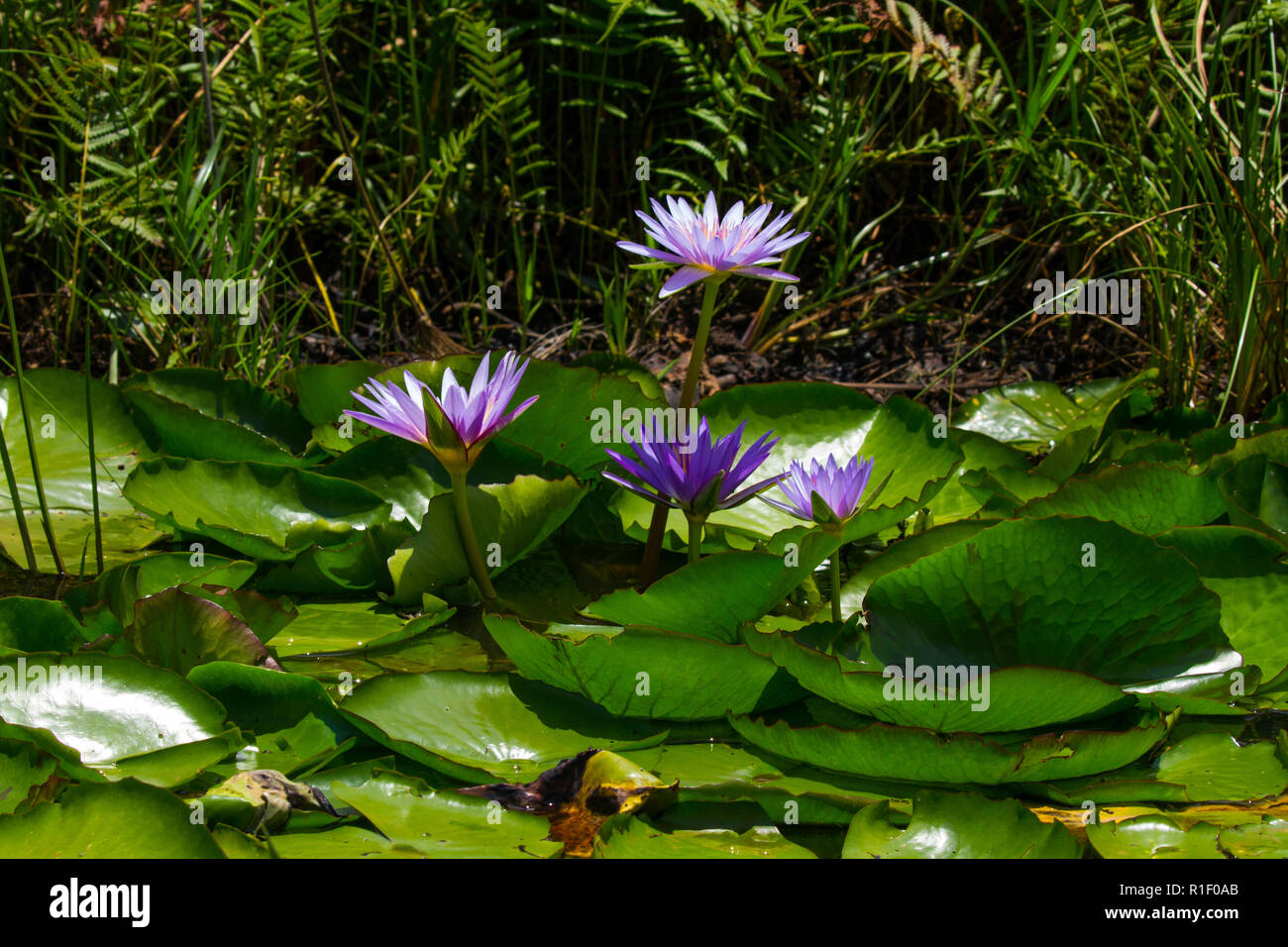 blue water lily Stock Photo