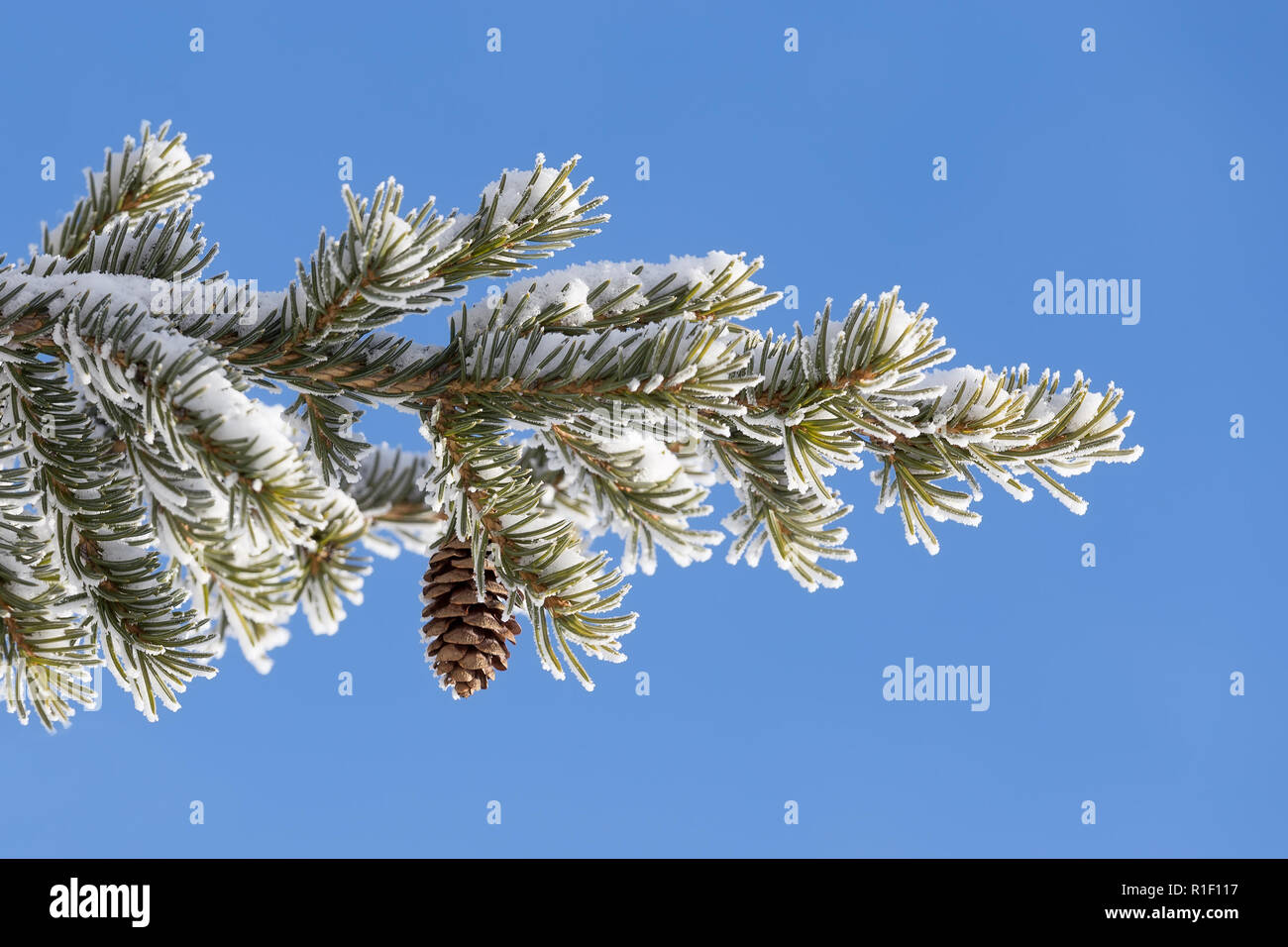 Spruce branch covered with snow with cone on a background of blue sky Stock Photo