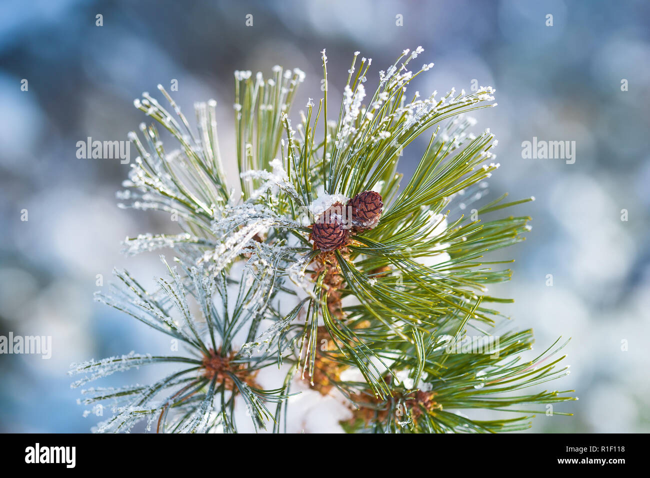 Branch elfin cedar with cones, snow-capped, closeup on the blurry background. Stock Photo