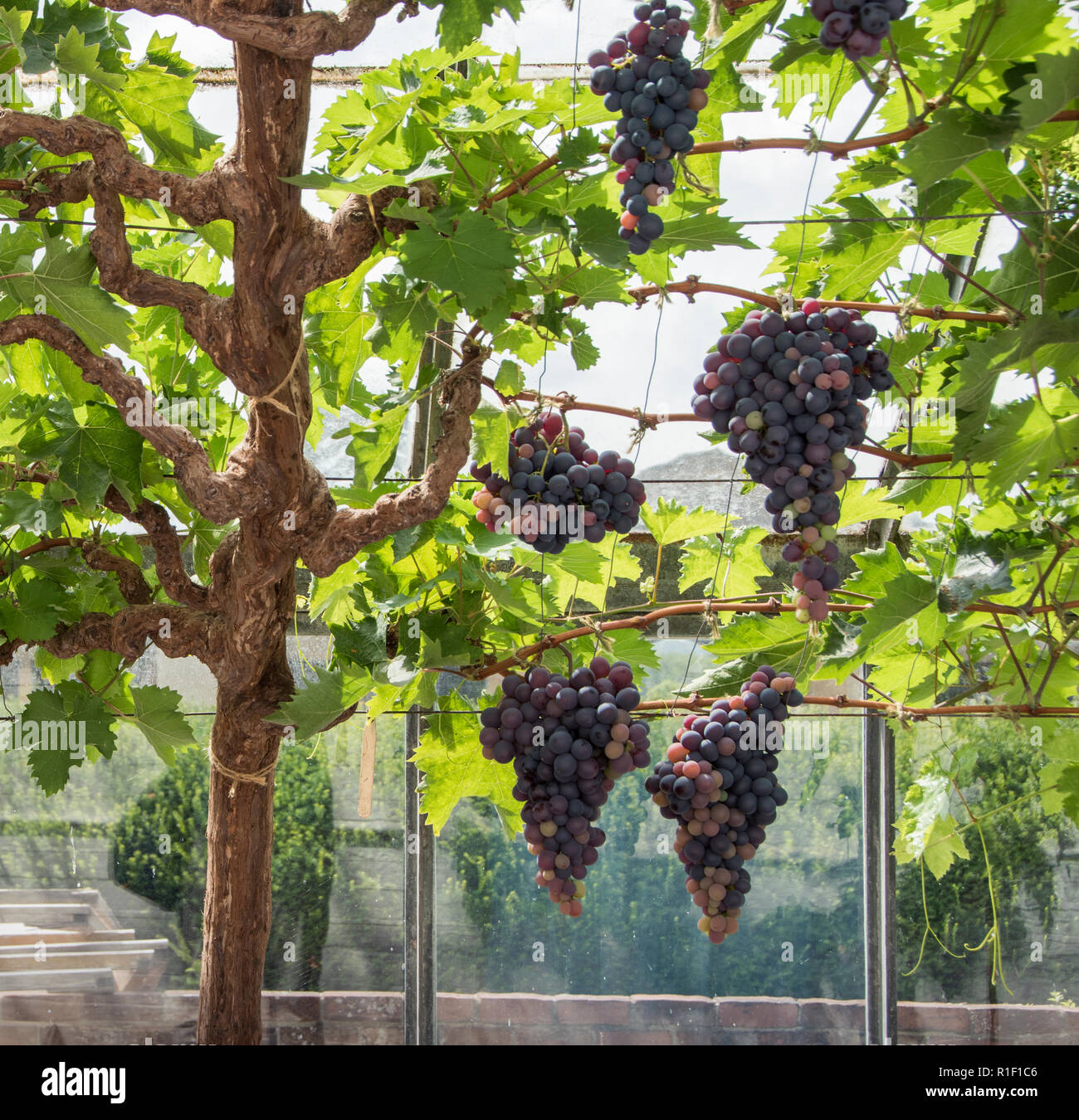 Grapes growing on trained vines inside a greenhouse. Stock Photo