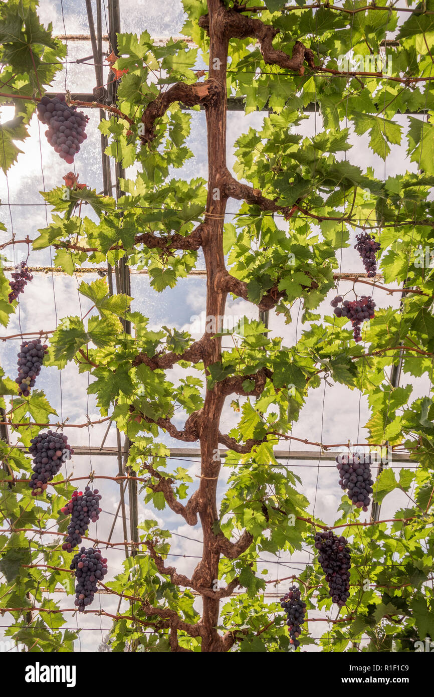 Grapes on vine greenhouse hires stock photography and images Alamy