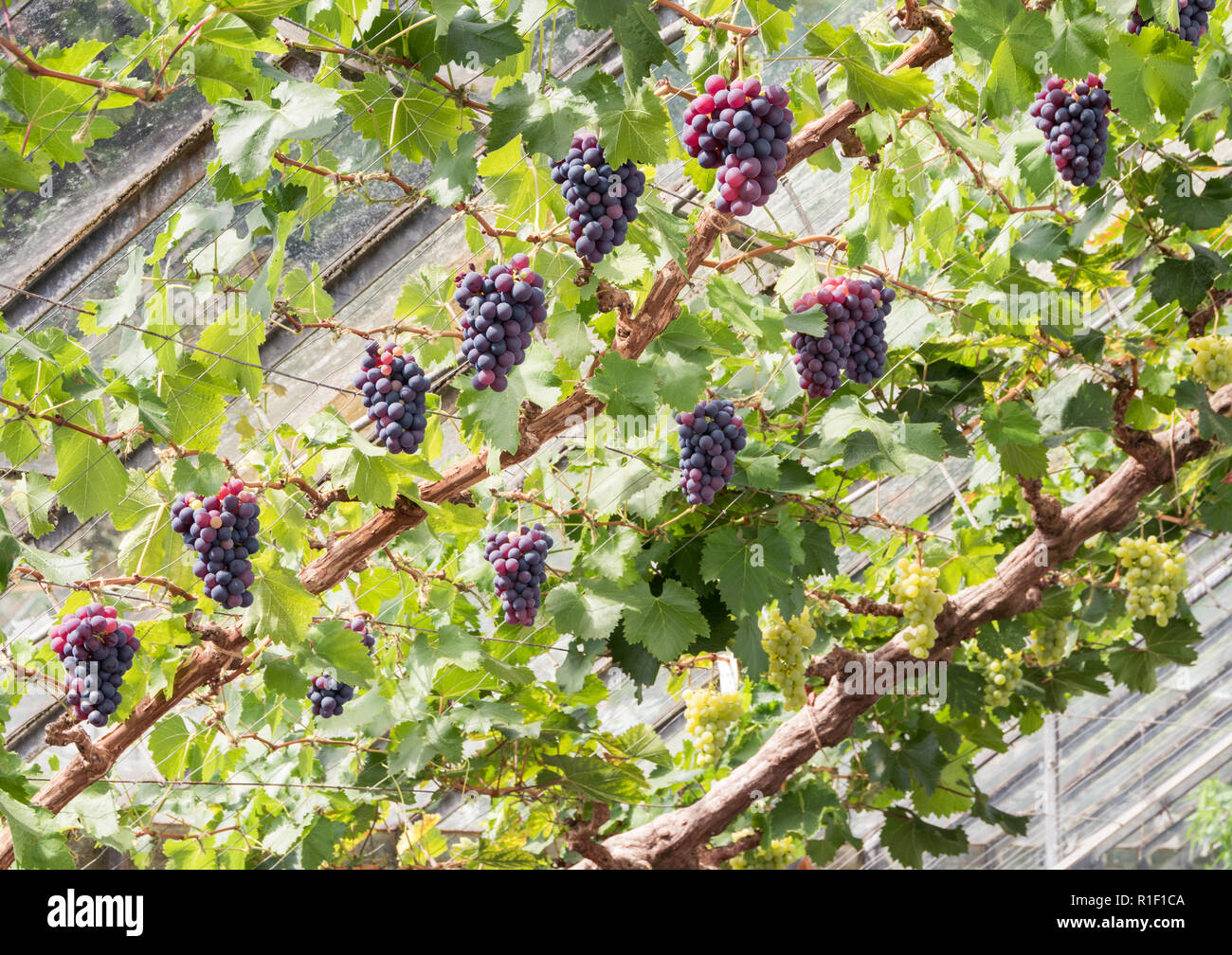 Grapes growing on trained vines inside a greenhouse. Stock Photo