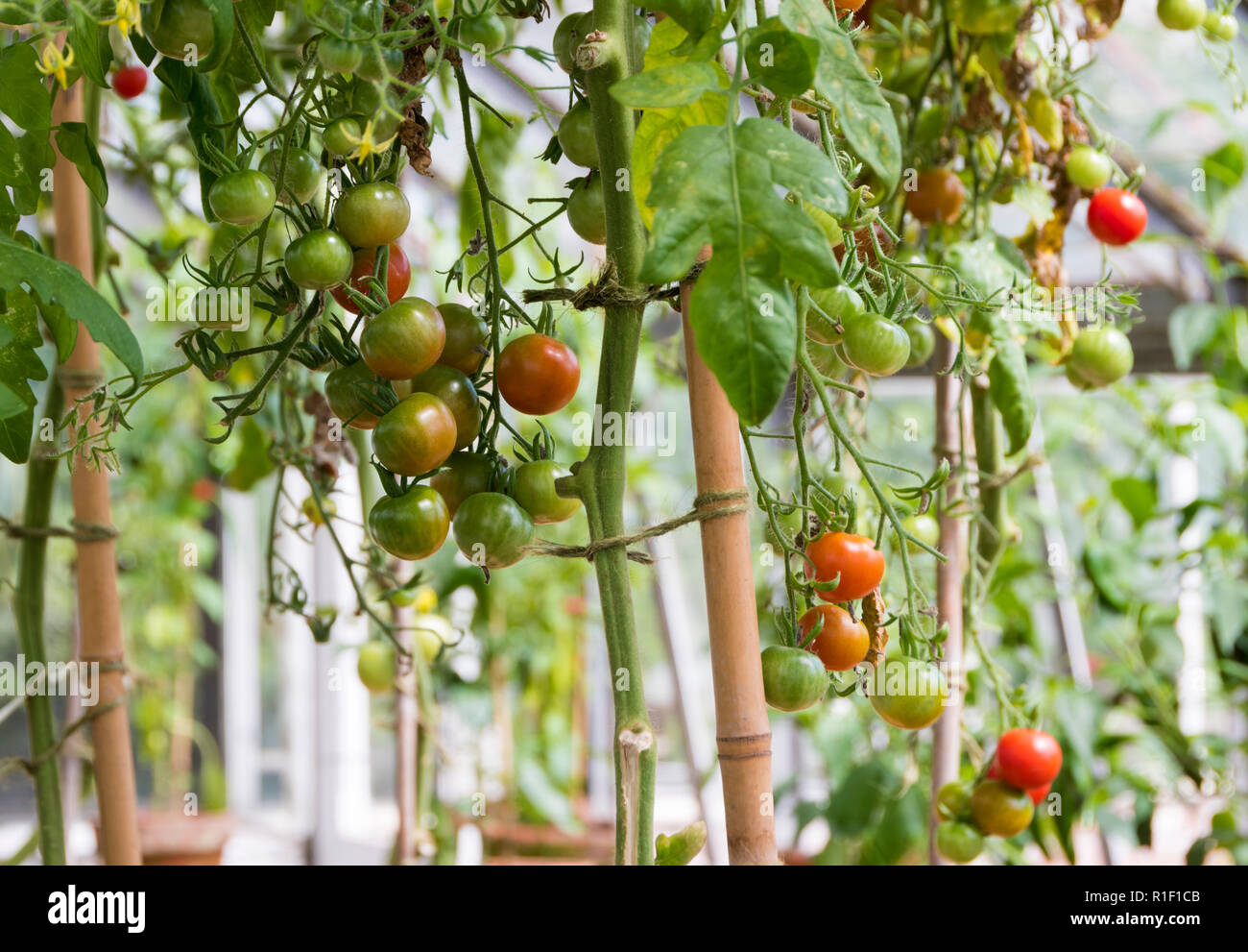 Tomatoes growing in a greenhouse Stock Photo Alamy