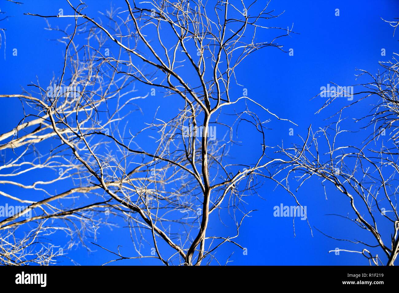 Branches of dry and dead tree under blue sky in Autumn Stock Photo - Alamy