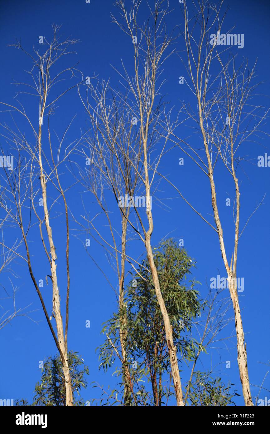 Branches of dry and dead tree under blue sky in Autumn Stock Photo - Alamy