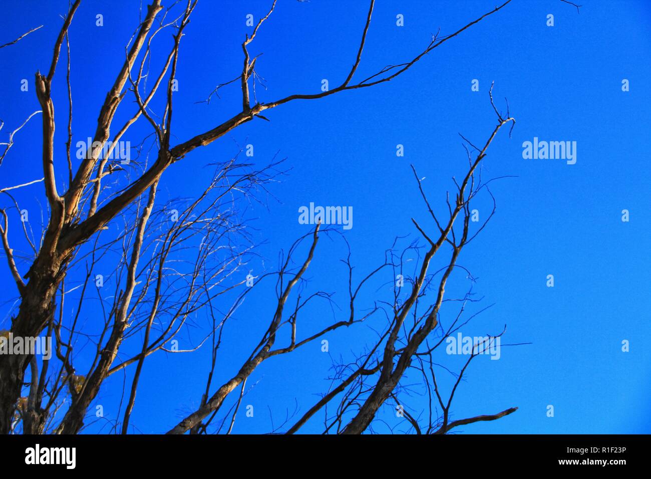 Branches of dry and dead tree under blue sky in Autumn Stock Photo - Alamy