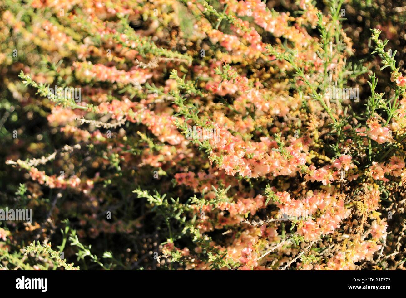 Beautiful and colorful Salsola Oppositifolia flowers under the sun in Autumn Stock Photo