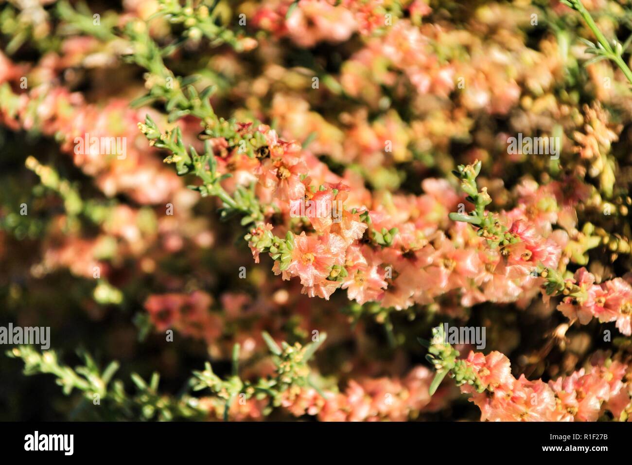 Beautiful and colorful Salsola Oppositifolia flowers under the sun in Autumn Stock Photo