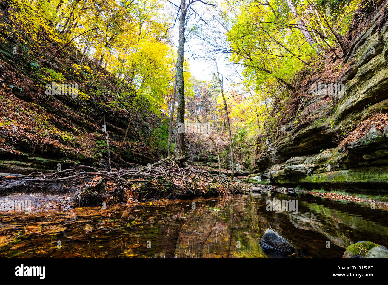A tree with exposed roots in the middle of a canyon at Matthiessen State Park with the orange and yellow fall leaves falling around it. Stock Photo
