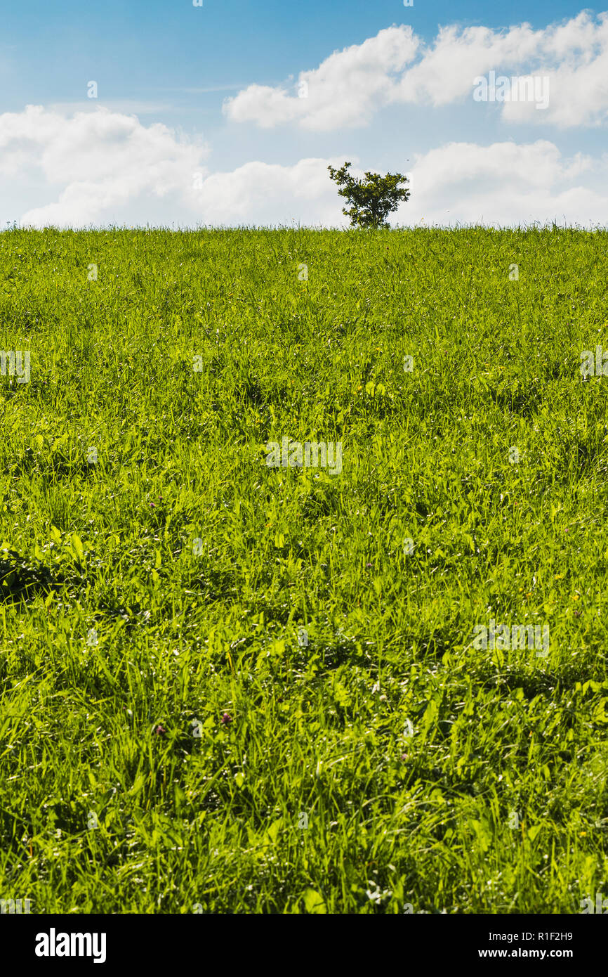 A tree in the middle of green meadow with blue sky background Stock ...