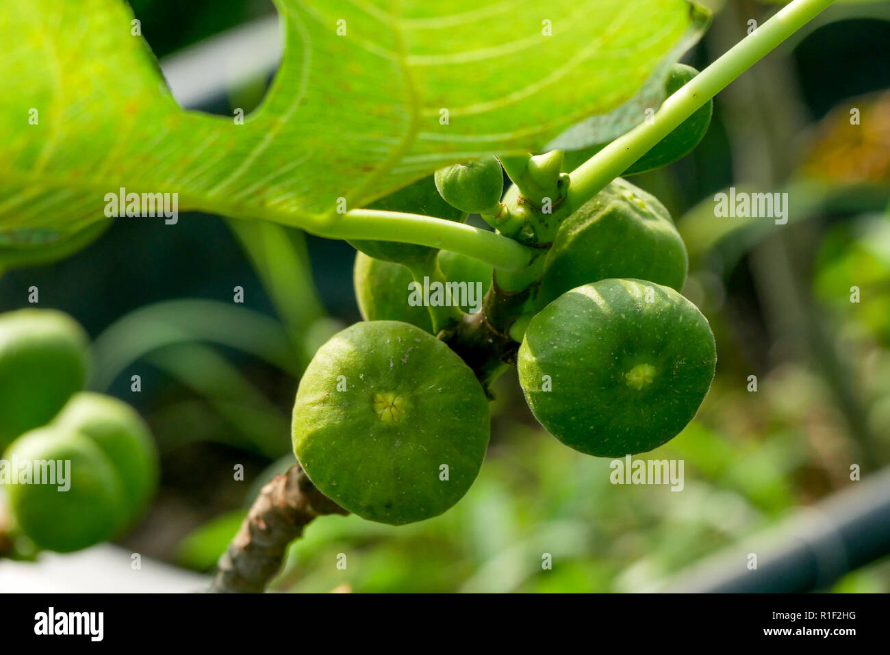 Branch of a fig tree (Ficus carica) with leaves and fruits in various ...