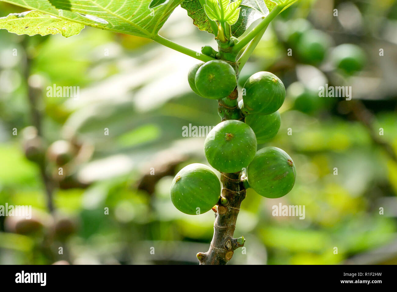 Branch of a fig tree (Ficus carica) with leaves and fruits in various ...