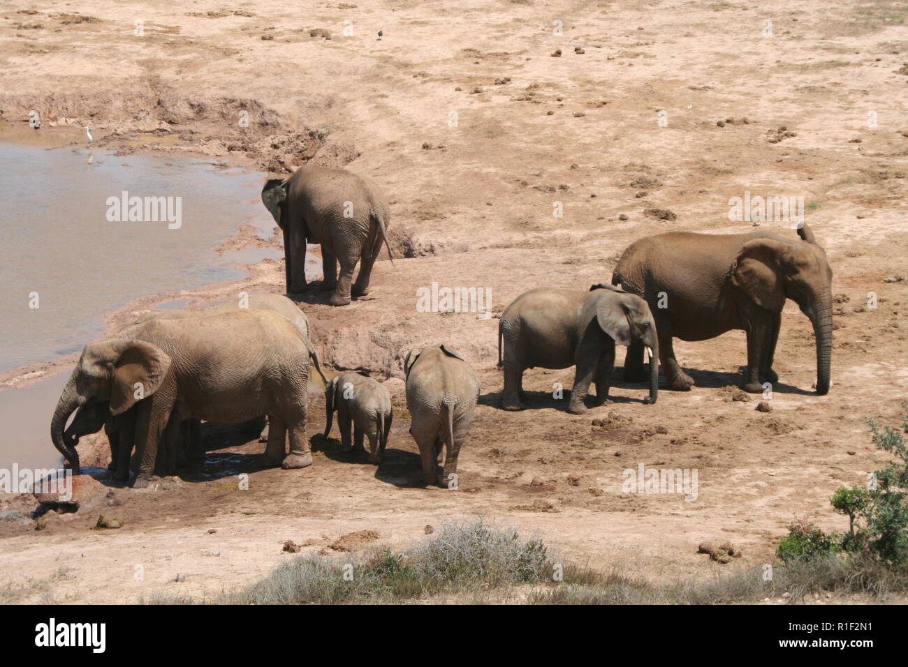 Elephants Drinking family Addo National Park South Africa Stock Photo Alamy
